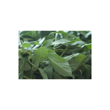 molokhia, mulukhiya, mouloukhia,corete potagere 800gr molokhia, mulukhiya, mouloukhia,corete potagere 800gr